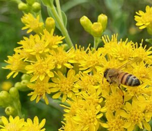 Bee pollinates stiff goldenrod