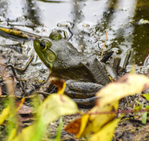 First place, other wildlife.