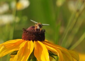 Second place, Other Wildlife