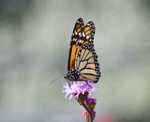 Third place, other wildlife