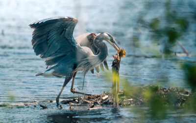 Winners announced in FINWR photo contest