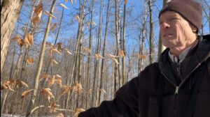 Beech trees keep their leaves long into winter.