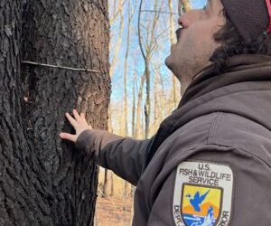 Trees don’t leave much to chance in winter