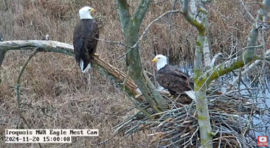 Bald eagle pair has an egg