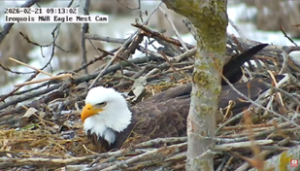Mama eagle