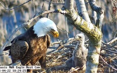 Iroquois refuge eaglet growing stronger