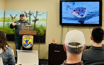 Otters making a comeback in Western New York