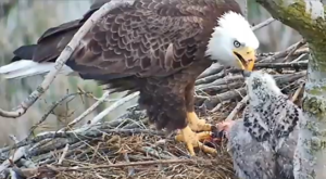 Eaglet and parent