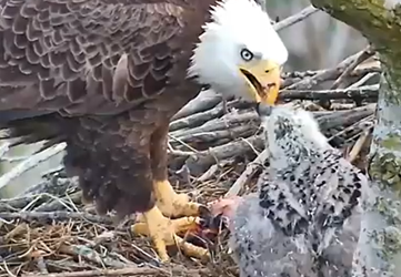 Eaglet about halfway through nestling stage