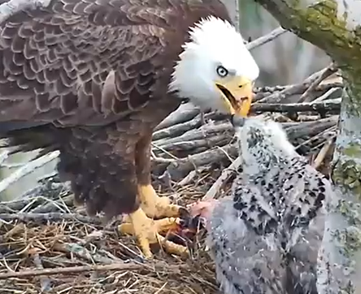 Eaglet and parent