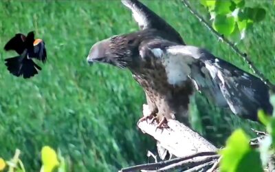 Iroquois refuge eaglet named, fledges